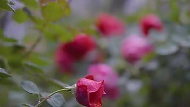 春天雨季下雨天路边的玫瑰花雨滴视频的预览图